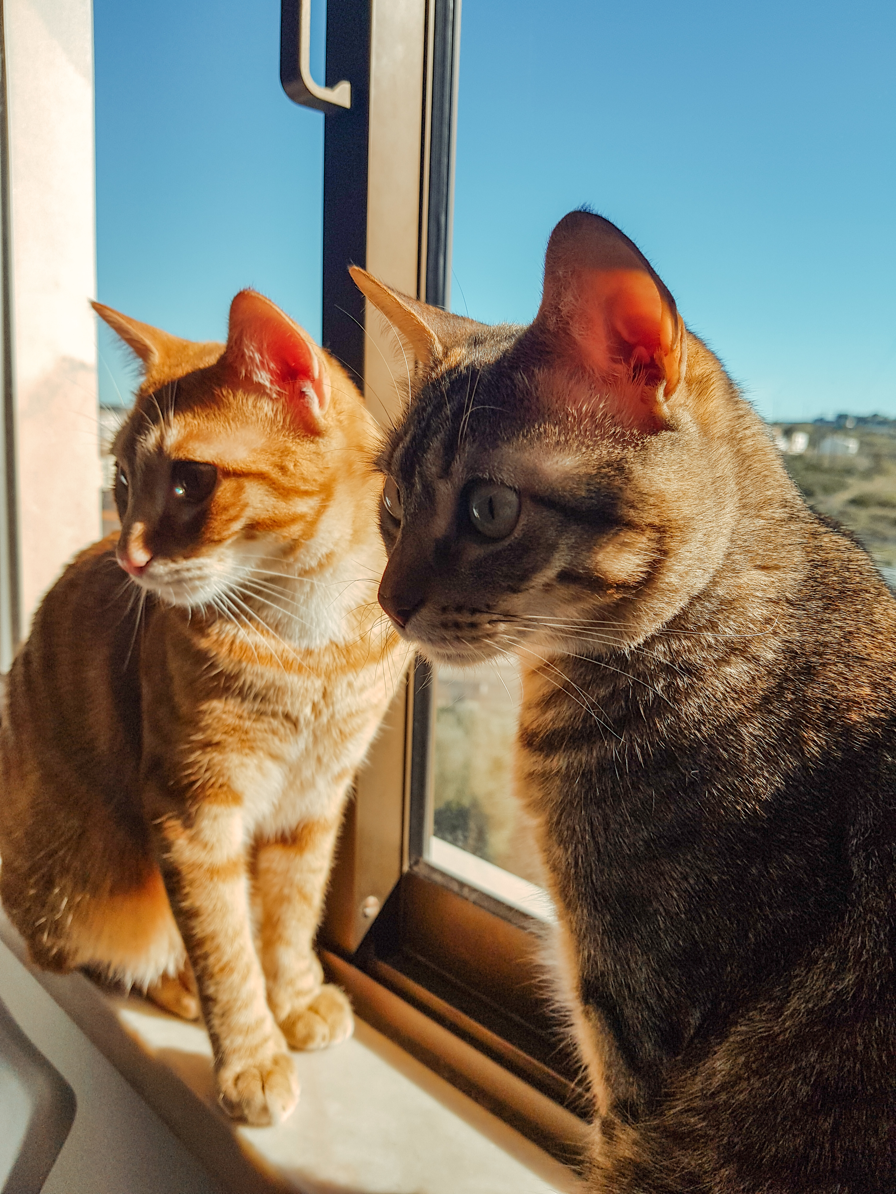 Photos: Nala and Link