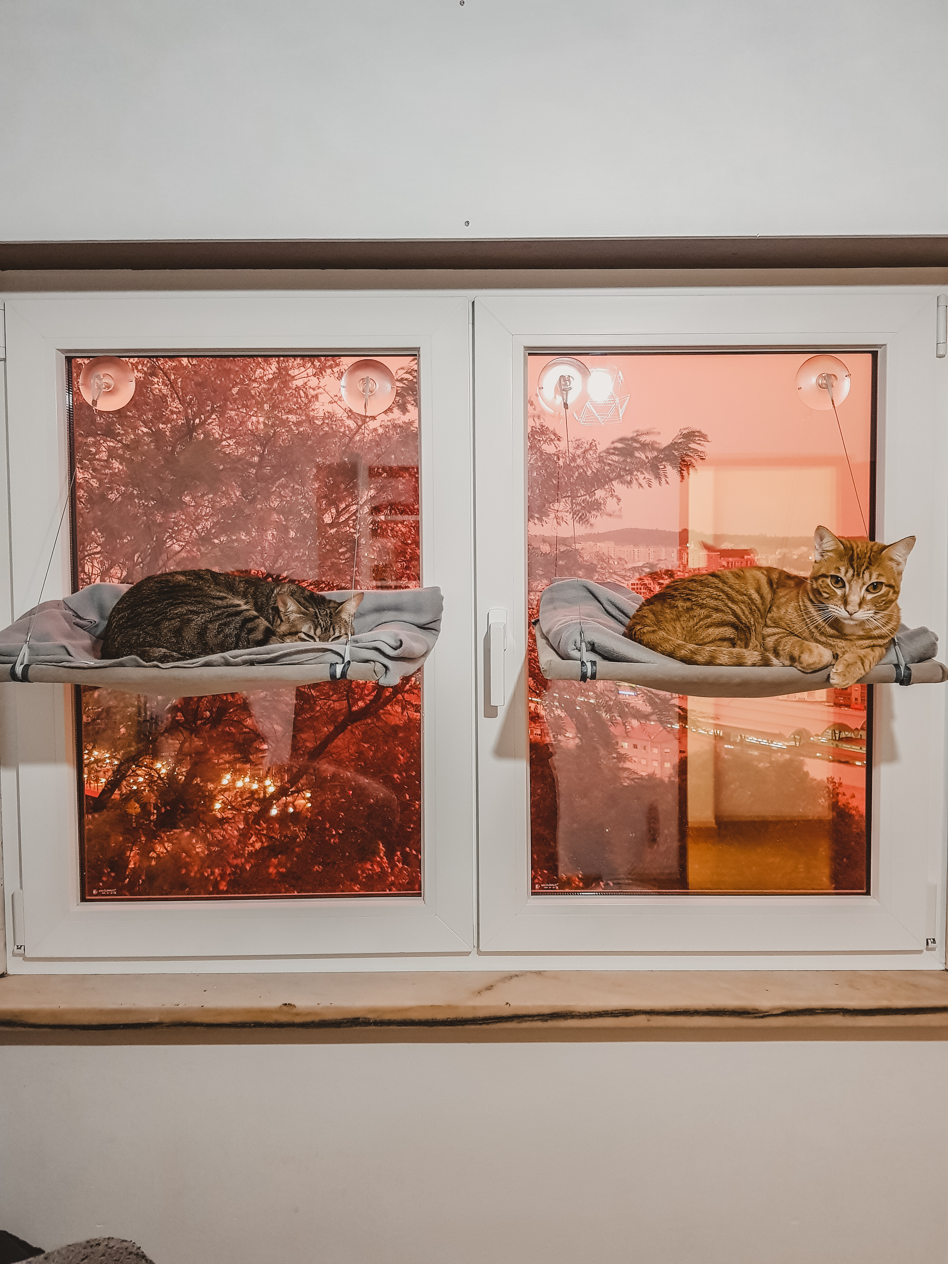Photo: Nala and Link
