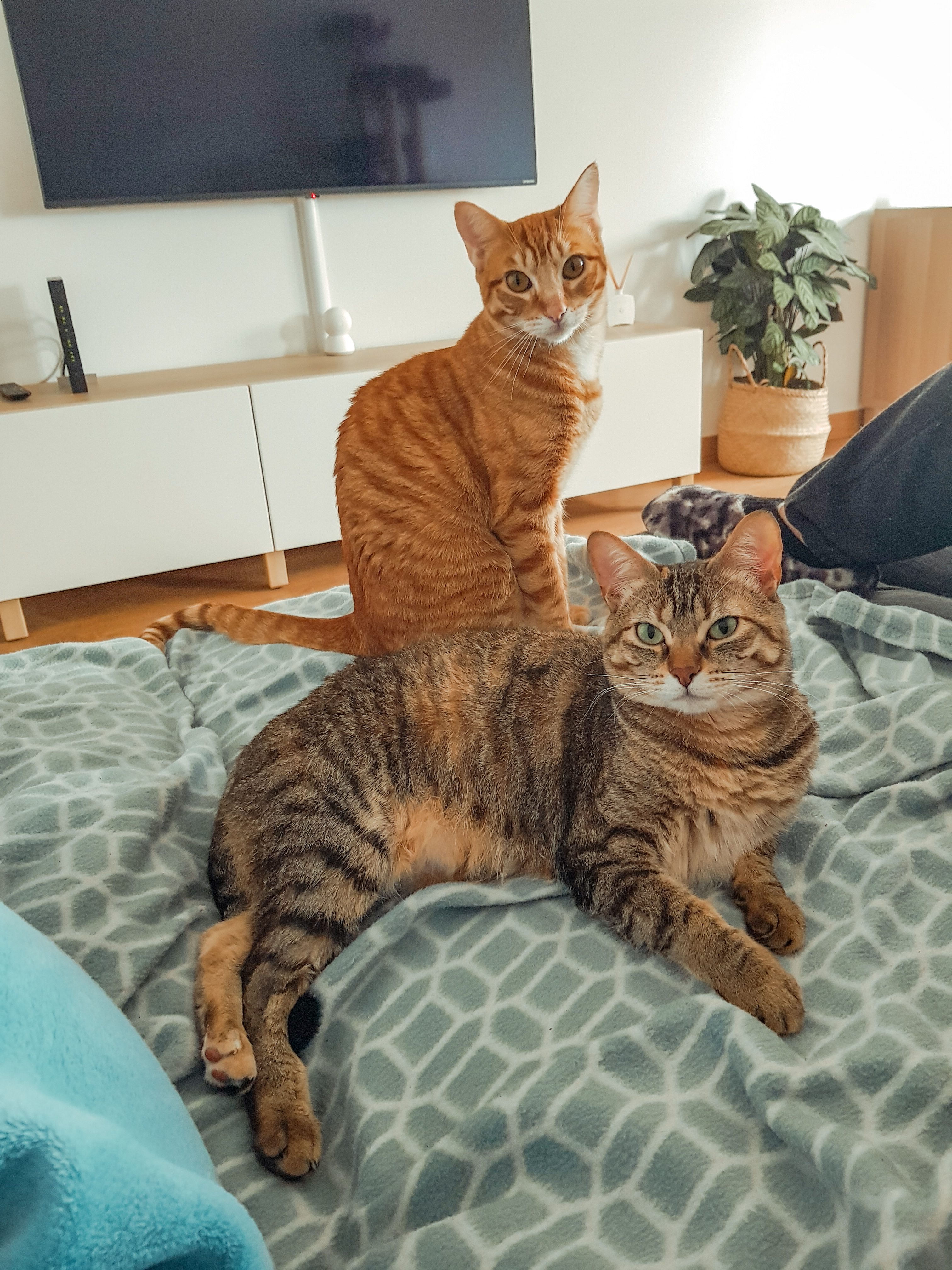 Photo: Nala and Link